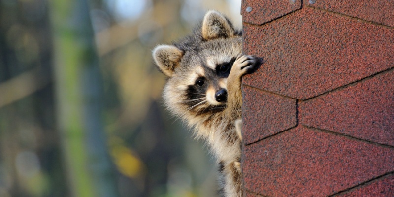 Who’s the Best Company for Wildlife Removal in the Northern Kentucky Area?