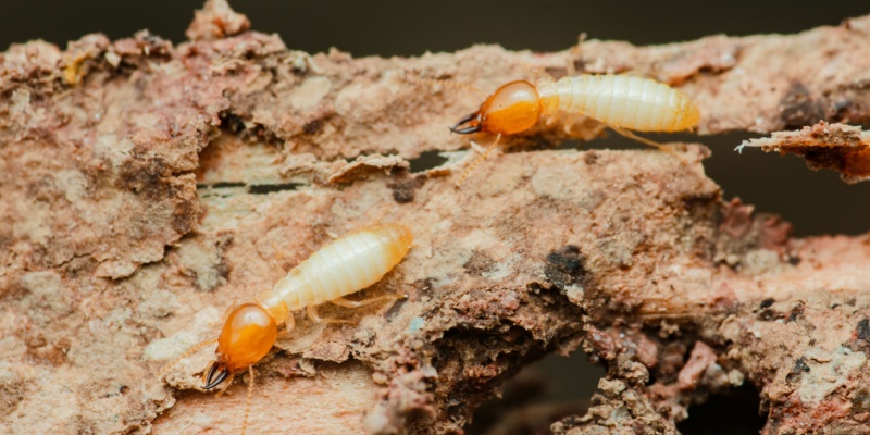 How Cincinnati’s Climate Creates the Perfect Environment for Termites